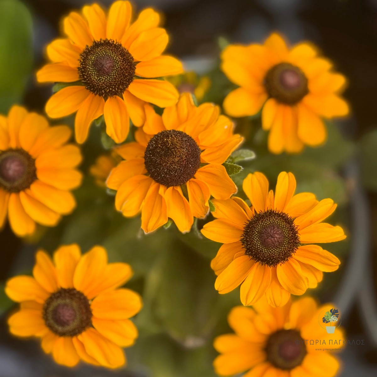 Ρουντμπέκια (Rudbeckia hirta) | Πολυετές Ανθοφόρο Φυτό | Green Gardens - 2 lt